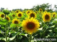 Overstocked 100 tonnes of Sun Flower Oil