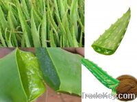 Sell Aloe Vera Extract P.E. Powder/ Aloe polysaccharide