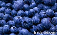 Sell fresh Blueberries