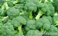 New Crop Frozen broccoli