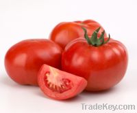 Fresh tomato