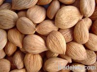 Sell Apricot Kernels