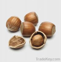 Sell Hazelnuts