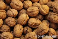 Sell Walnuts