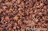 Autumn Star Aniseed - Ha Noi