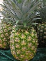 Fresh Green & Gold pineapples