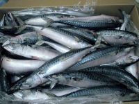 Frozen horse mackerel bulk supply