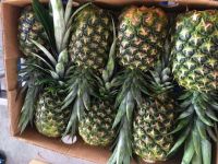 Fresh sweet pineapples MD2 and F200 quality