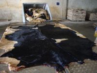 Wet salted and unsalted cow hides and Donkey hides.