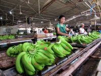 Fresh Green Cavendish Bananas bulk supply