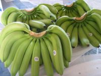 Fresh Green Cavendish Bananas wholesale supplier