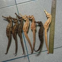 Dried Sea Horse For Sale exellent Prices