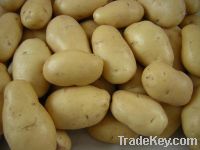 Holland Potatoes