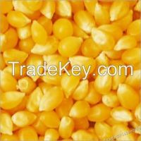 Yellow corn for sale