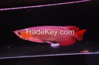 Malaysian red arowana fish