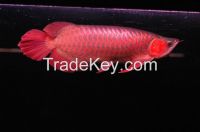 SUPER RED AROWANA FISH