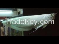 silver arowana fish