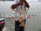 wild-catch Caribbean lobster, red snapper, conch