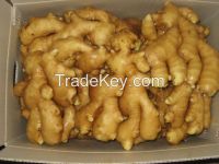 Sell new crop fresh ginger