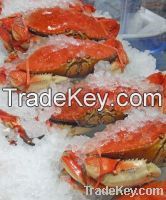 Frozen Crabs For Sell