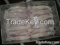Frozen Squids For Sell