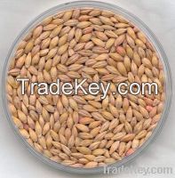 Barley And Buckwheat For Sell