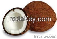 Coconut And Products For Sell