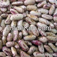 Kidney Beans For Sell