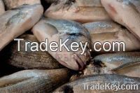 Fresh And Frozen Fish For Sell
