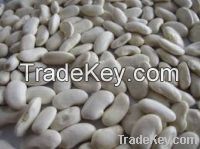 Sell Kidney Beans, White Flat Beans, Broad Beans