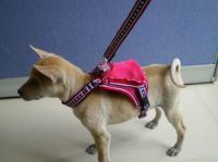 Sell harness, pet collar &leash, dog collar & leash