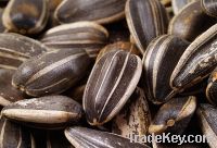 Sell Confectionery sunflower seeds
