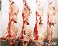 Sell HALAL Frozen Beef Carcasses and Fore Quarter / Hind Quarter Cuts