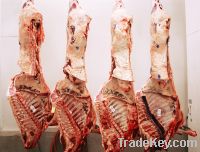 Sell Frozen Beef Carcasses and Fore Quarter / Hind Quarter Cuts