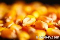  Maize | Maize Exporter | Corn Grain Seller | Maize Buyer | Bulk Maize Grain Importer | Corn bean Buyer | Corn bean Wholesaler | Corn Grain Manufacturer | Best Quality Corn Grain | Cheap Maize Supplier | Low Price Corn | Yellow Corn | White Cron | Baby Ma