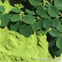 Moringa Oleifera leaves for Sell