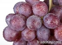 Sell Fresh purple Grapes