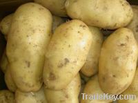 Sell  Fresh  Holland potato from south Africa