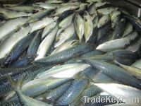 Sell Frozen pacific Mackerel Fish