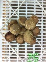 Sell Fresh Shiitake Mushroom