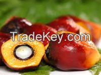 Palm Oil