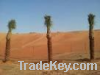date palms trers for sale with home delivery and planting