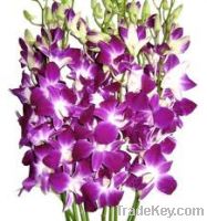 Sell Best Quality Thailand Natural Fresh Dendrobium Orchid Plants