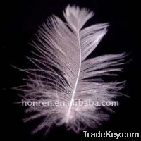 white duck feather