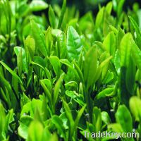 Sell Green Tea Herbal Extract