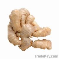 Sell Ginger Extract