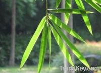Sell Bamboo Leaves Extract Plant extract