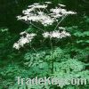 Sell Angelica Extract
