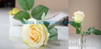sell new italy silk rose