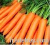 Sell Fresh Carrots